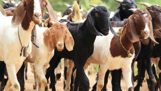 आयआर्जनमा सहयोग पुर्‍याउन बाख्रा वितरण