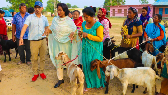 धनगढीका ४२ किसानलाई बाख्रा वितरण