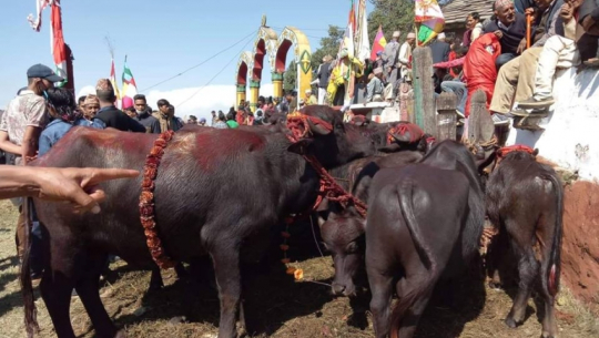 Animal sacrifice continues