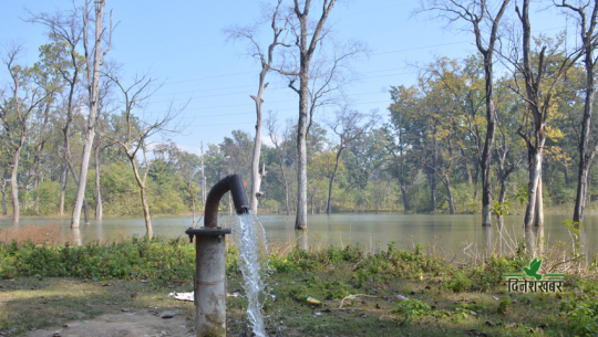 अत्तरियाको लामितालका रुख सुकाउन नगरपालिका नै लाखौं खर्च गर्दै