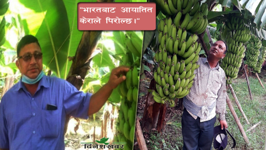 कञ्चनपुरको ग्रामीण भेगमा केराखेतीमा जमेका धामी र ठगुन्ना, वर्षमा गर्छन् २५ लाख बढी आम्दानी