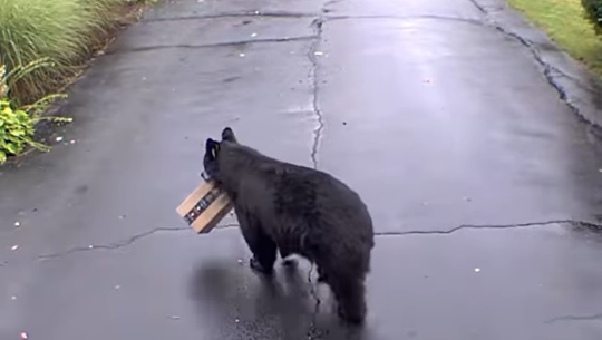 अमेजन बक्स लिएर भाग्यो भालु (भिडिओसहित)