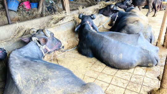 इन्जिनियर लामिछानेको गाई–भैँसी पालनबाट मासिक १५ लाख आम्दानी