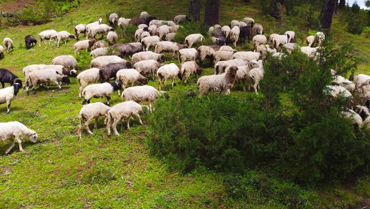 जुम्लामा भेडापालक किसानलाई गोठालो भत्ता