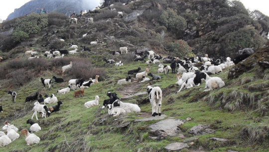 भेडा व्यवसायी चिसो छल्न बेंसी झर्दै