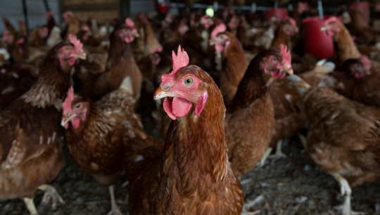 झापामा ‘बर्ड फ्लु’को प्रकोप, पक्षीजन्य वस्तुको ओसारपसारमा रोक 