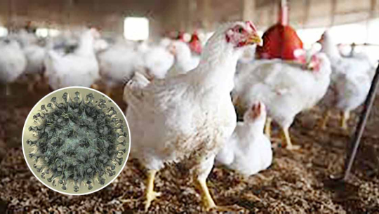 सुर्खेतमा देखियाे बर्डफ्लु