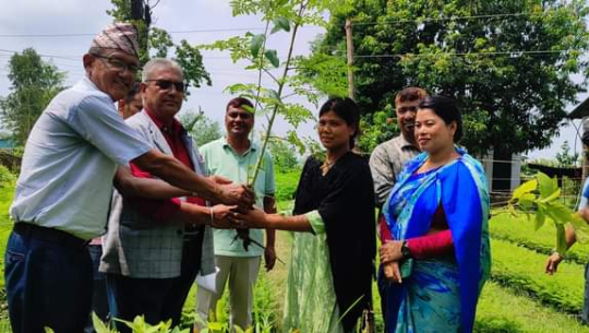 कञ्चनपुरको पुनर्वासमा निःशूल्क विरुवा वितरण 
