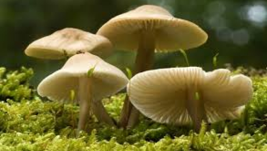 विषालु च्याउ खाँदा एकै परिवारका तीन जना बिरामी