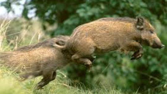  बँदेलको आतङ्कले अछामका गाउँनै त्रसित