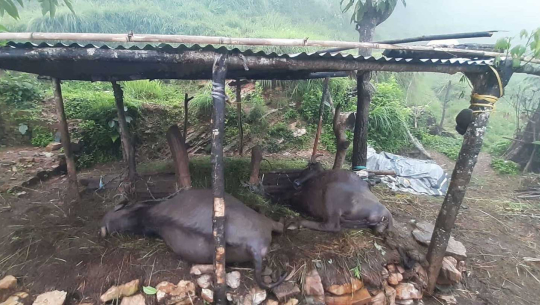 बाजुरामा चट्याङ लागेर चार भैँसी मरे
