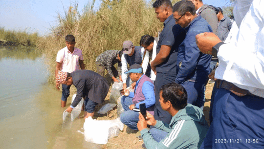 मोहना नदिको गोबरैला घाटमा दश हजार भुर्रा छोडियो 