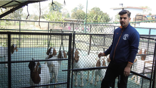 बाख्रापालनमा सक्रिय कञ्चनपुरका फुटबलर चन्द