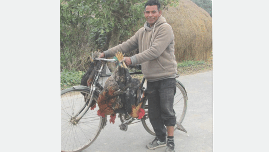 शुक्लाफाँटामा छत्तीस वर्षदेखि कुखुराको व्यापारमा तल्लिन छविलाल