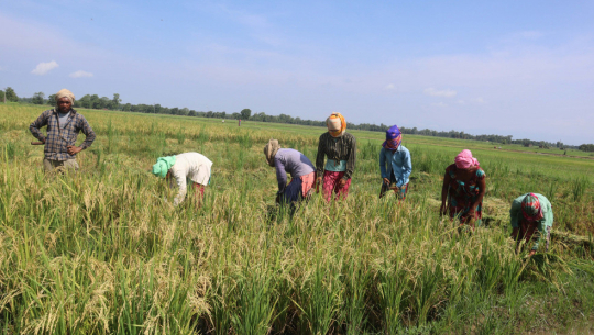 कञ्चनपुरमा चैते धानखेती घट्दै