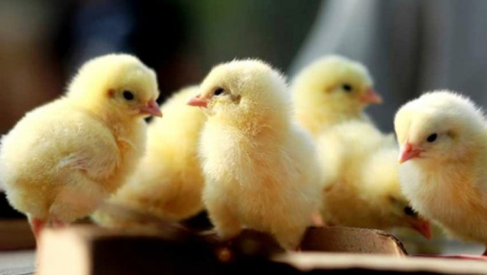 दुई सय ३६ ह्याचरी उद्योग बन्द