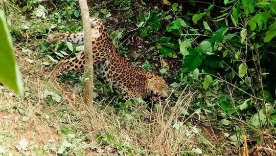 बैतडीमा स्थानियले थापेको पासोमा चितुवा पर्यो