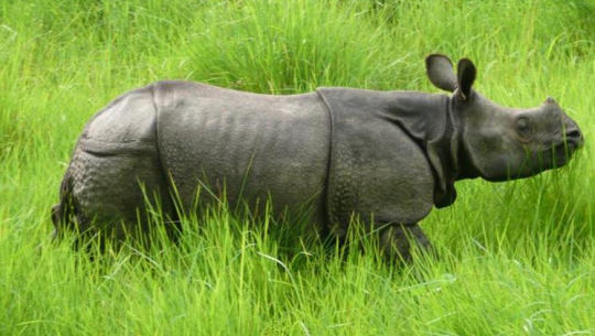 वन्यजन्तुको आहरा व्यवस्थापन गर्न राष्ट्रिय निकुञ्जमा घाँसे मैदान व्यवस्थापन