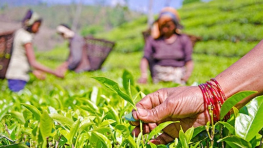 पर्वतको फलामखानीमा अर्गानिक चिया उत्पादन सुरु