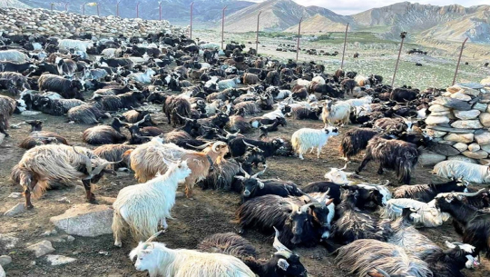 सुदूरपश्चिममा पस्मिना उत्पादनको सम्भाव्यता अध्ययन स्वीकृत