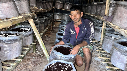 गोब्रे च्याउको व्यवसायीक उत्पादन गर्दै डोटीका शाही