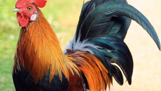 फाइल फोटो 