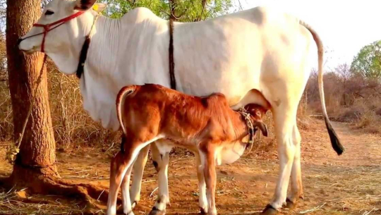सुत्केरी गाईलाई भत्ता