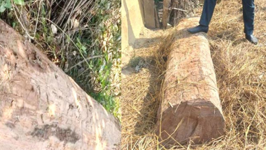 कञ्चनपुरमा वेवारिसे काठ बरामद