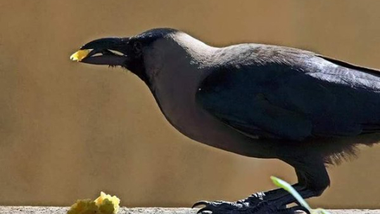 Tihar festival begins from today