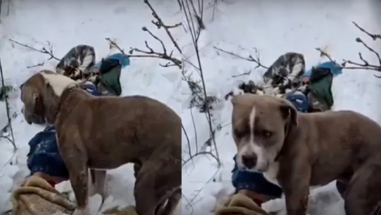 Loyal dog waits four days beside owner’s body after brothers die in snowstorm