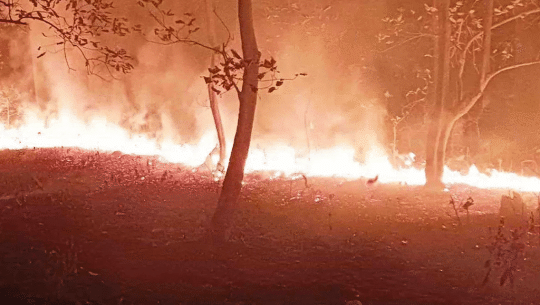 डढेलोले उदयपुरमा तीन सय हेक्टर वनमा क्षति