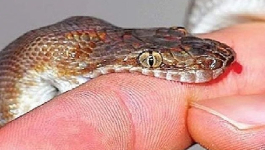 डडेल्धुरामा सर्पले डसेर एक बालिका घाइते 