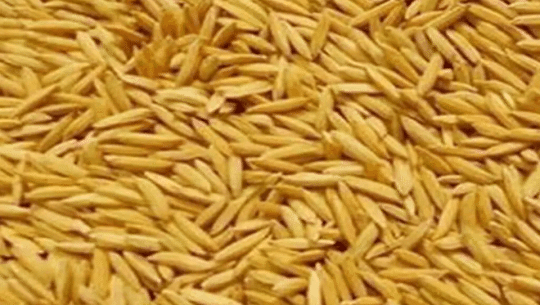 परम्परागत जातका धानको बीउ किसानलाई ‘पैँचो’