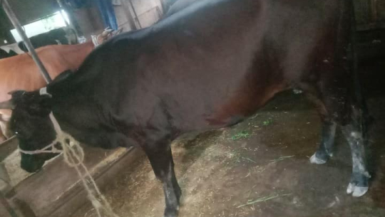 धनगढीमा दिउँसै गोठबाट गाई चोरी