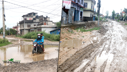 पहिलो झरीमै धनगढी उपमहानगर : सडक हो कि धान रोप्ने खेत ! (भिडिओ र फोटोसहित)
