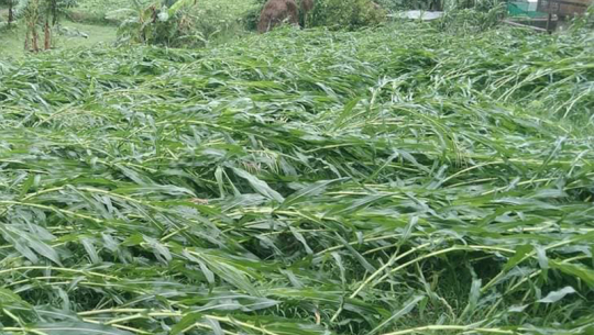बैतडीमा वर्षा र हावाहुरीले मकैबालीमा क्षति