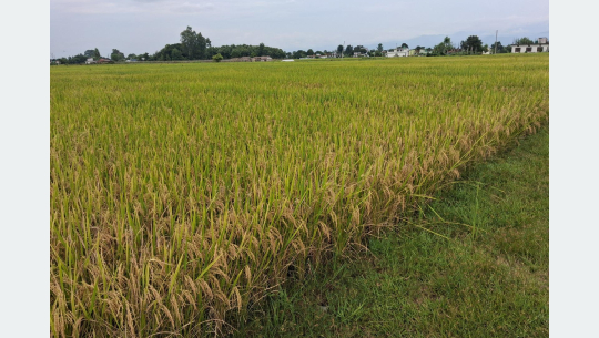 सुदूरपश्चिममा धान उत्पादन:  क्षेत्रफल घट्यो, उत्पादकत्व वृद्धि