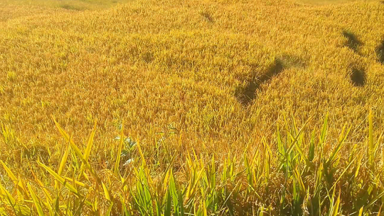 धान थन्काउन किसानलाई चटारो