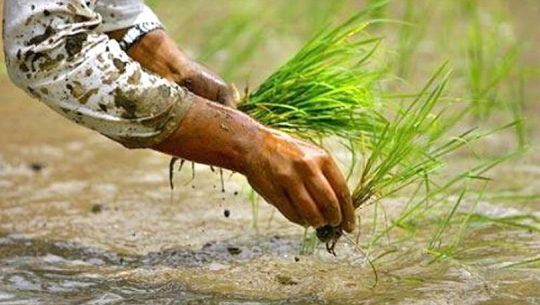 भक्तपुरमा धान रोप्ने बेलामा मलको हाहाकार