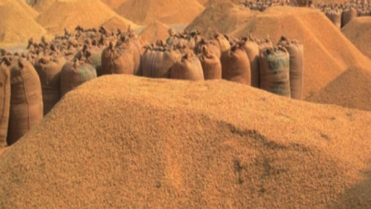 धानको उचित मूल्य नपाउँदा किसान चिन्तित