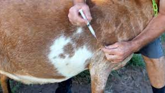 बैतडीमा बाख्रालाई पिपिआर खोप 