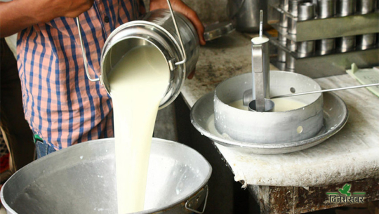 टनकपुर निर्यात हुँदै दोधारा चाँदनीको दुध
