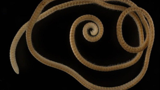 अष्ट्रेलियामा भेटियो संसारकै अनौठो जीव, जसका १ हजार ३०६ वटा खुट्टा छन् !