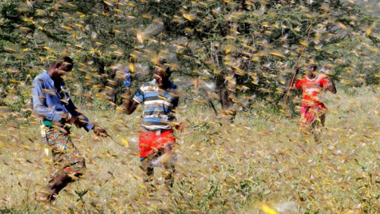 नेपाल भित्रियो अनिकाल निम्त्याउने सलह