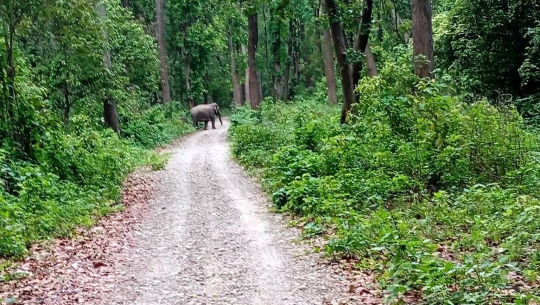 कञ्चनपुरको चुरे फेदीका वन क्षेत्रमा हात्तीको बथान, बस्तीमा त्रास