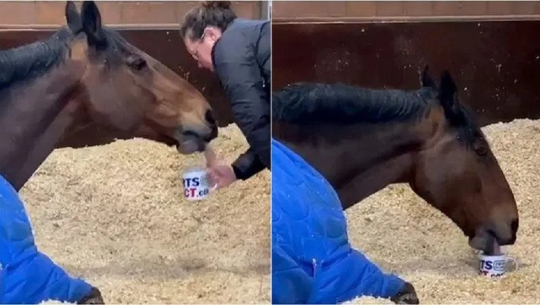 चीया पिएर काम गर्ने घोडा(भिडियो)