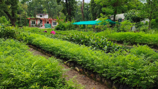 वनस्पति अनुसन्धान केन्द्रद्वारा जडीबुटीका बिरुवा वितरणसँगै किसानलाई तालिम