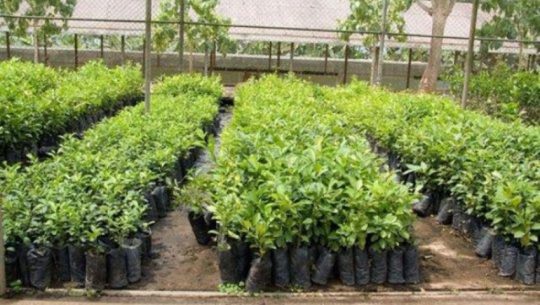 Free saplings distributed in Far-west to promote herbal cultivation