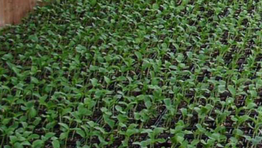 मुस्ताङमा २७ हजार स्याउका बिरुवा माग