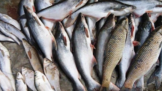 कञ्चनपुरबाट अवैध माछा बरामद 